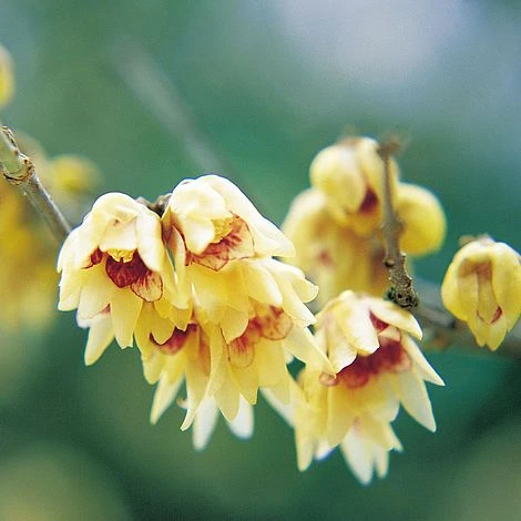 Fragrant Winter Shrub Collection 6 Fragrant Winter Shrub Collection - Image 4