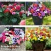 Garden Ready Container Collection -Outlet Hompson-morgan Store 4image bvg