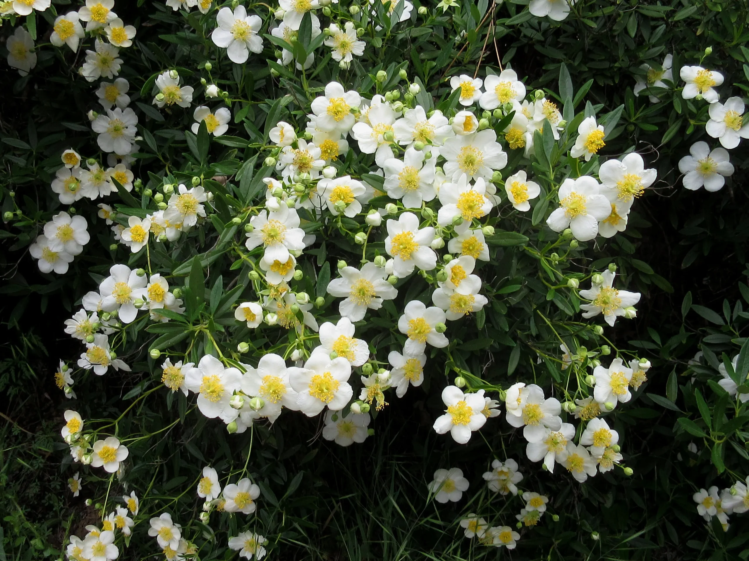 Outlet Hompson-morgan Store -Outlet Hompson-morgan Store 5 scaled