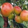 Apple 'Pixie' (Organic) -Outlet Hompson-morgan Store 783660
