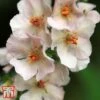 Verbascum Phoeniceum (Hybrids) -Outlet Hompson-morgan Store 8784 VERB 1