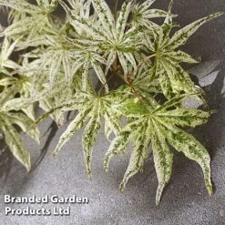 Acer Palmatum 'Ukigumo' -Outlet Hompson-morgan Store ACER UKIGUMO S41463