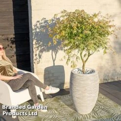 Acer Palmatum 'Ukigumo' -Outlet Hompson-morgan Store ACER UKIGUMO S43284