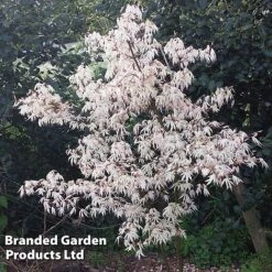 Acer Palmatum 'Ukigumo' -Outlet Hompson-morgan Store ACER UKIGUMO S43285