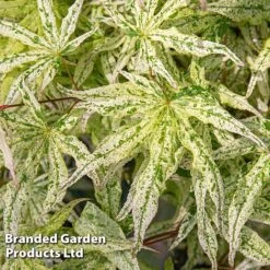 Acer Palmatum 'Ukigumo' -Outlet Hompson-morgan Store ACER UKIGUMO S43286