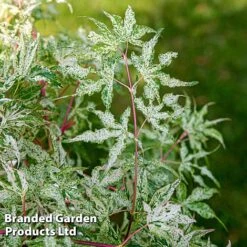 Acer Palmatum 'Ukigumo' -Outlet Hompson-morgan Store ACER UKIGUMO S43287