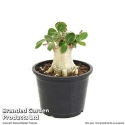 Adenium 'Ansu Baobab' -Outlet Hompson-morgan Store ADEN BAOBA15CM T49835