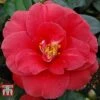 Camellia Japonica 'Adolphe Audusson' -Outlet Hompson-morgan Store ADOL 26824 A1