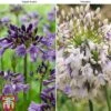 Agapanthus Duo Fireworks & Poppin Purple -Outlet Hompson-morgan Store AGAP KB3122 A