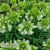 Agapanthus 'Emerald Ice' -Outlet Hompson-morgan Store AGAP EMERALDIC H44646