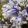 Agapanthus 'Ever Sparkle' -Outlet Hompson-morgan Store AGAP EVERSPARK S44544