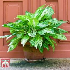 Aglaonema 'Christina' -Outlet Hompson-morgan Store AGLA TKA2836 C