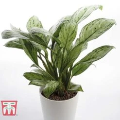 Aglaonema 'Christina' -Outlet Hompson-morgan Store AGLA TKA2836 D