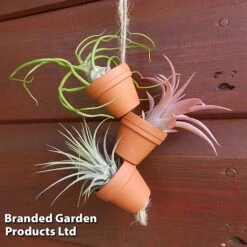 Air Plant Mini Pots On Rope -Outlet Hompson-morgan Store AIRP MINIROPE3 S45969