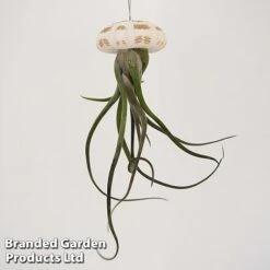 Airplant (Tillandsia) In Sea Urchin