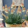 Aloe 'Safari Sunrise' -Outlet Hompson-morgan Store ALOE KB4736 C
