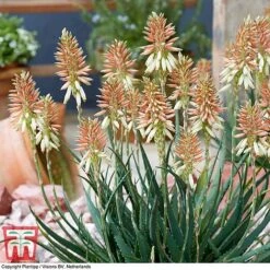 Aloe 'Safari Sunrise' -Outlet Hompson-morgan Store ALOE KB4736 D