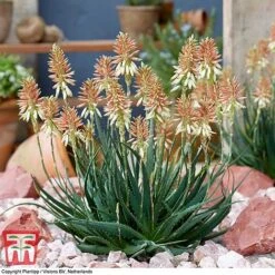 Aloe 'Safari Sunrise' -Outlet Hompson-morgan Store ALOE KB4736 E