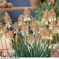 Aloe 'Safari Sunrise' -Outlet Hompson-morgan Store ALOE KB4736 F