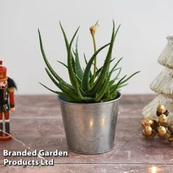 Aloe 'Safari Sunrise' -Outlet Hompson-morgan Store ALOE SAFARISUN T44655