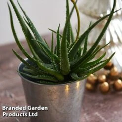 Aloe 'Safari Sunrise' -Outlet Hompson-morgan Store ALOE SAFARISUN T44658