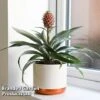 Pineapple Plant 'Rosita' -Outlet Hompson-morgan Store ANAN ROSITAPIN T43895