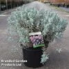 Andromeda Polifolia 'Blue Lagoon' -Outlet Hompson-morgan Store ANDR BLUELAGOO S45248