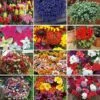 Nurseryman's Choice Summer Annual Plants -Outlet Hompson-morgan Store ANNU T47471 A h