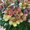 Antirrhinum 'Bronze Apricot' -Outlet Hompson-morgan Store ANTI TKA0717 A