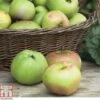Apple 'Bramley's Seedling' -Outlet Hompson-morgan Store APPL CWW3229 A h