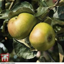 Apple 'Bramley's Seedling' -Outlet Hompson-morgan Store APPL CWW3229 B