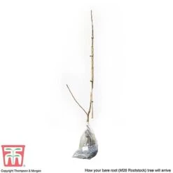 Apple 'Bramley's Seedling' -Outlet Hompson-morgan Store APPL CWW3229 C