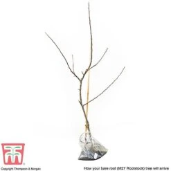 Apple 'Bramley's Seedling' -Outlet Hompson-morgan Store APPL CWW3229 D