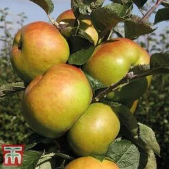 Apple 'Bramley's Seedling' -Outlet Hompson-morgan Store APPL CWW3229 E
