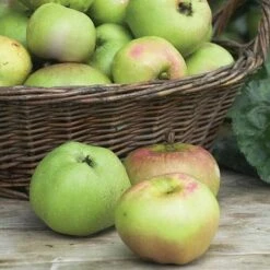Apple 'Bramley's Seedling' -Outlet Hompson-morgan Store APPL CWW3229 NOW1