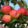 Apple 'Red Falstaff' -Outlet Hompson-morgan Store APPL DWW3657 A