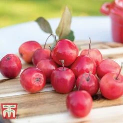 Apple 'Appletini' -Outlet Hompson-morgan Store APPL KA9401 C