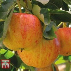 Fruit Tree Collection (Mini Fruit Tree) -Outlet Hompson-morgan Store APPL T10394 A h1