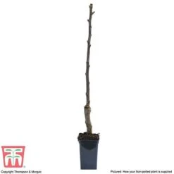 Apple 'Gala' (Mini Fruit Tree) -Outlet Hompson-morgan Store APPL T10394 C