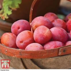 Outlet Hompson-morgan Store -Outlet Hompson-morgan Store APPL T58945P B