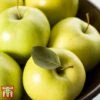 Apple 'Golden Delicious' -Outlet Hompson-morgan Store APPL TKA0855 B1