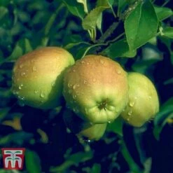 Apple 'Golden Delicious' -Outlet Hompson-morgan Store APPL TKA0855 D