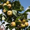 Apple 'Ashmead's Kernel' -Outlet Hompson-morgan Store APPL TKA1809 A