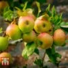 Apple 'Blenheim Orange' -Outlet Hompson-morgan Store APPL TKA1817 B