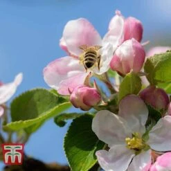 Apple 'Blenheim Orange' -Outlet Hompson-morgan Store APPL TKA1817 D