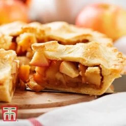 Apple 'Blenheim Orange' -Outlet Hompson-morgan Store APPL TKA1817 E