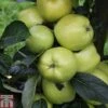 Apple 'Keswick Codlin' -Outlet Hompson-morgan Store APPL TKA1847 A