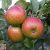 Apple 'Lord Lambourne' -Outlet Hompson-morgan Store APPL TKA1855 A