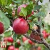 Apple 'Red Devil' -Outlet Hompson-morgan Store APPL TKA1861 A1