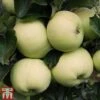 Apple 'Reverend W. Wilks' -Outlet Hompson-morgan Store APPL TKA1865 A